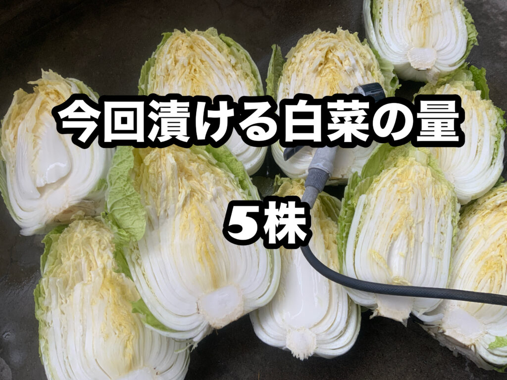 我が家で漬ける白菜