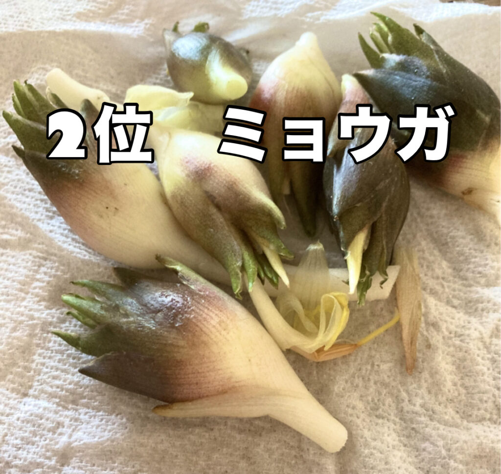 ミョウガ